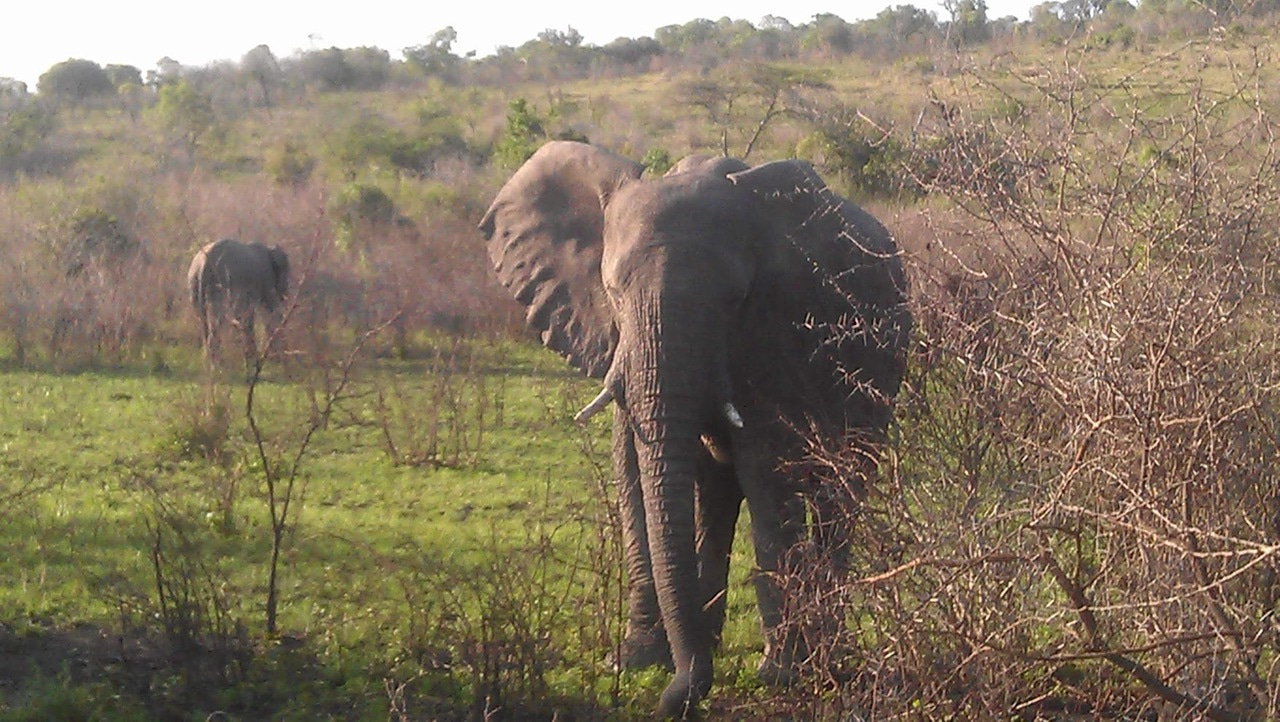 Hello Wildhub, I'm Doug 