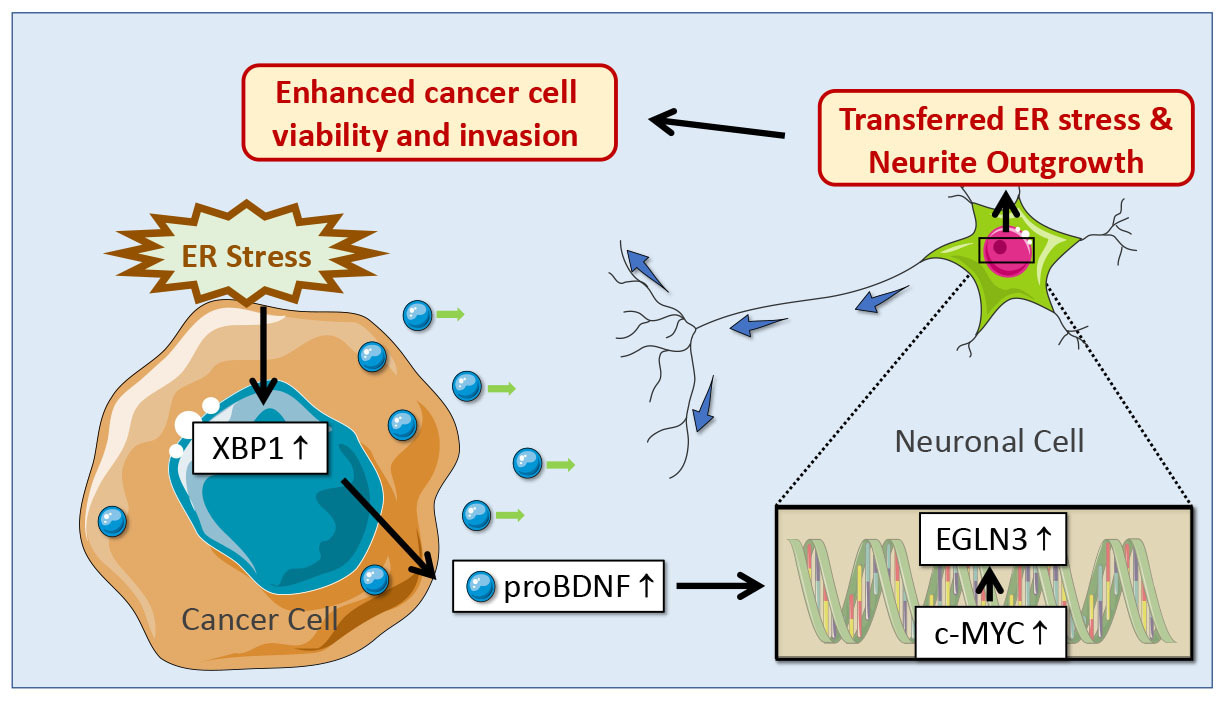Tumor innervation is triggered by endoplasmic reticulum stress
