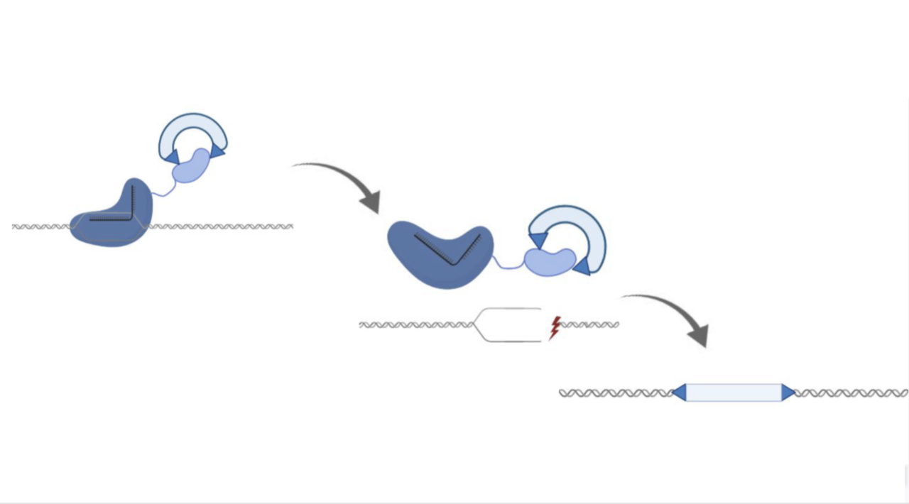 An Cas9 guided transposon enables a cut and paste shortcut  for mammalian genome engineering