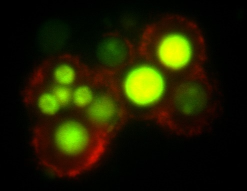 Bacterial activity - measure it right in the light