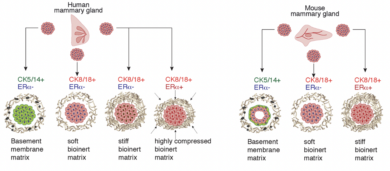 Compressive Stress-Mediated p38 Activation Required for ER+ Phenotype in Breast Cancer 