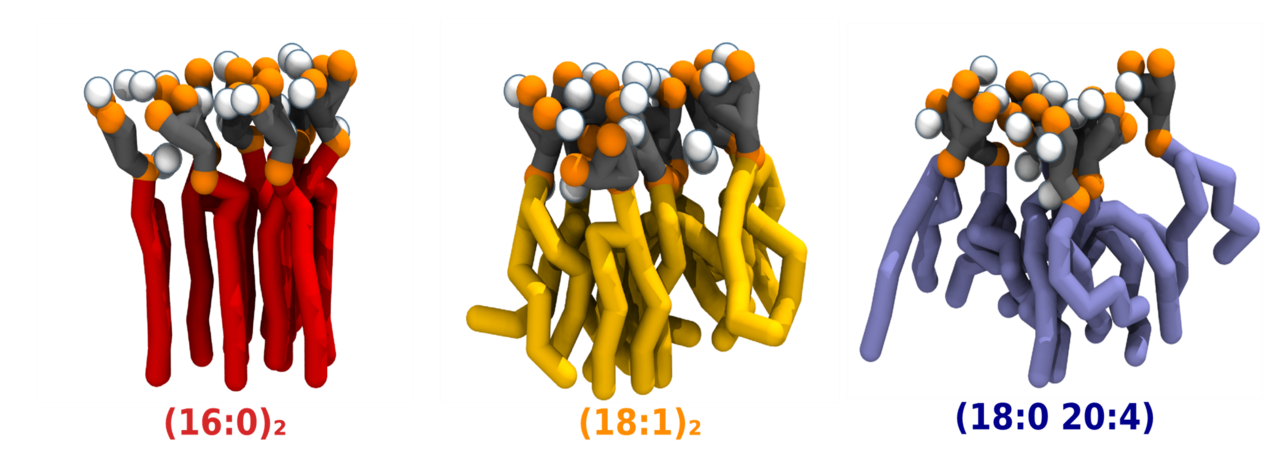 Acyl-chain saturation regulates the order of phosphatidylinositol 4,5-bisphosphate nanodomains