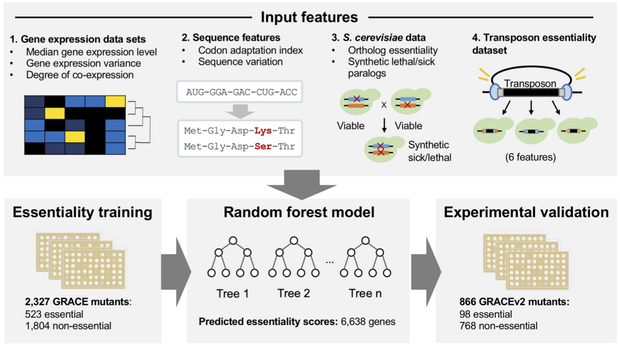 Defining the essential gene set of Candida albicans to identify and characterize novel therapeutic targets