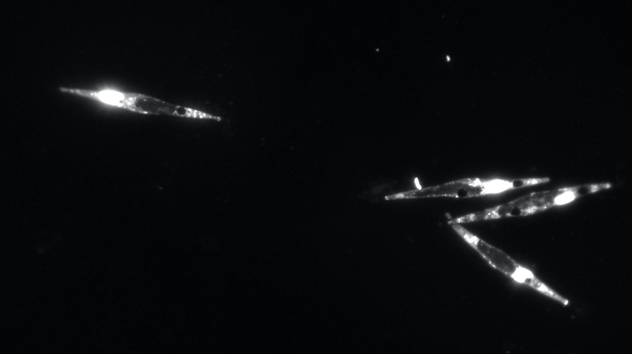 Novel co-culture method dissects algal-bacterial ecology in space and time