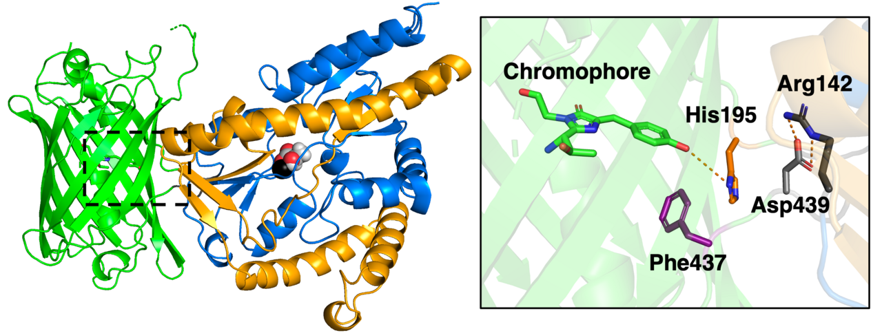 Lactate matters: A genetically encoded biosensor for extracellular lactate