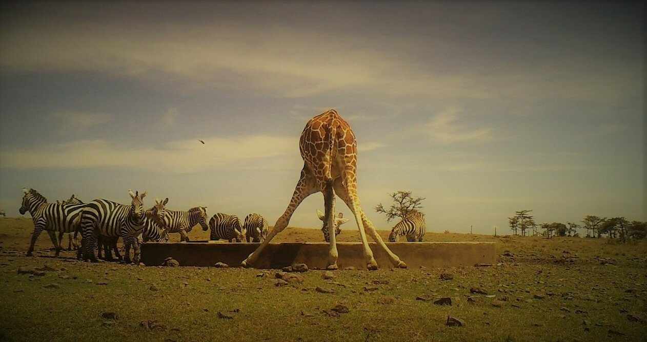 The invisible animals at watering holes