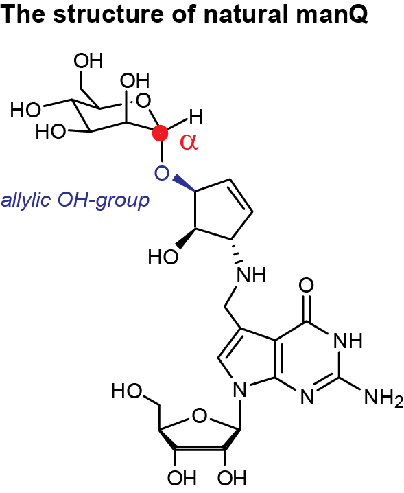 Structure elucidation of mannosyl-queuosine (manQ)