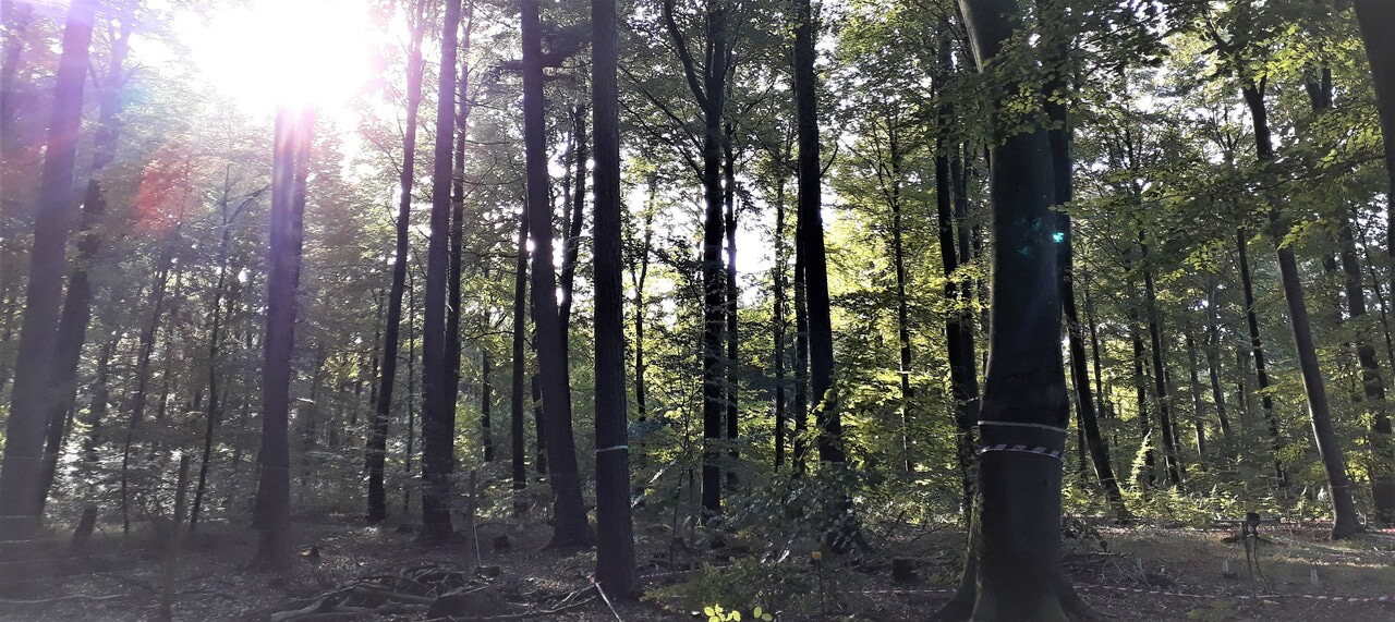 The silent suffering of trees during the 2018 heatwave