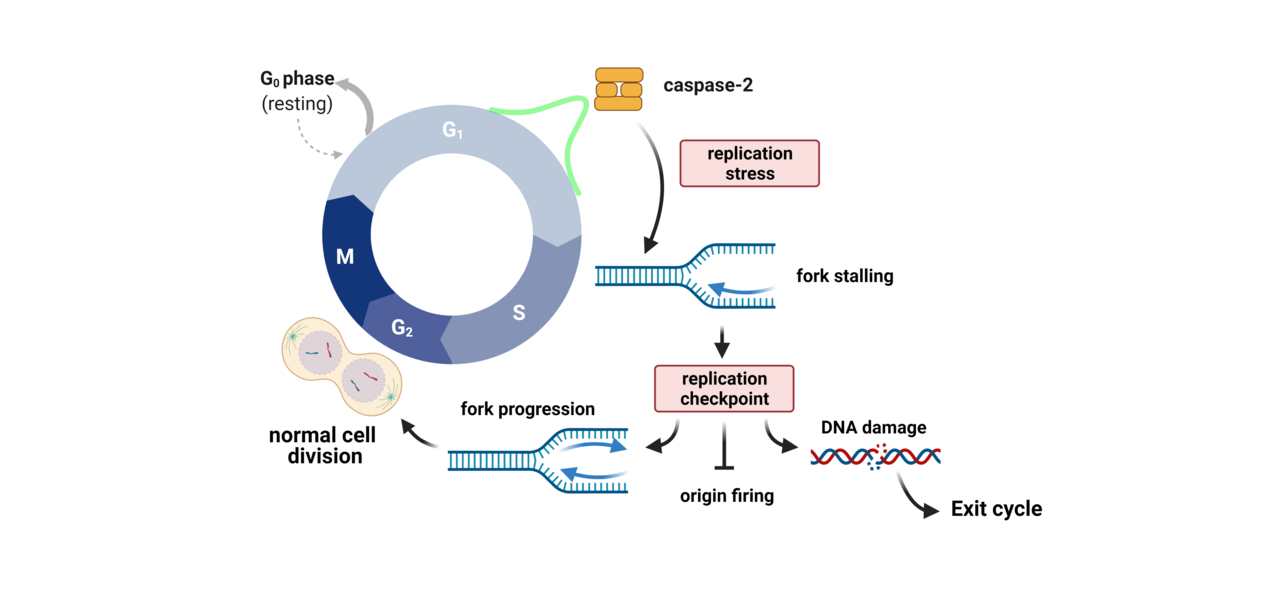 The non-apoptotic role of caspase-2 in cell cycle regulation and DNA repair