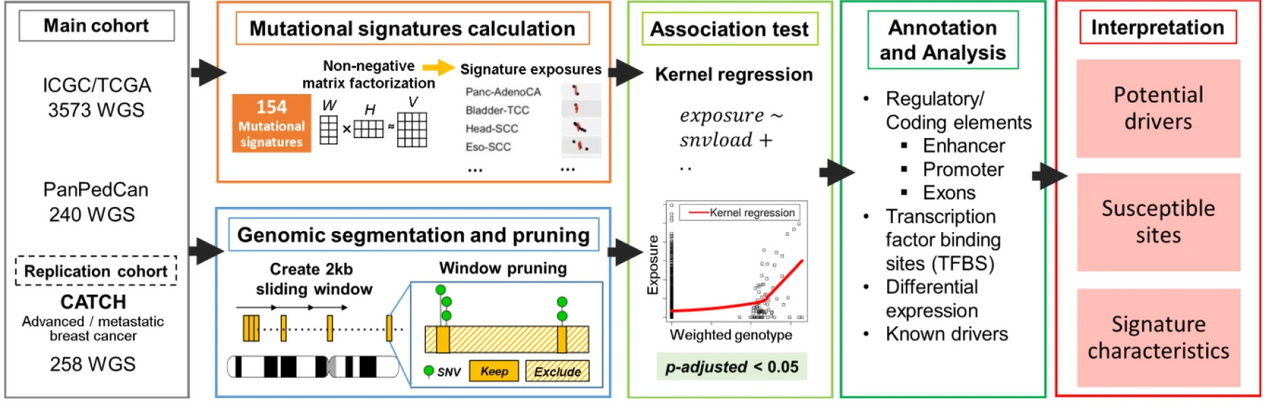 Association of mutation signature effectuating processes with mutation hotspots in driver genes and non-coding regions