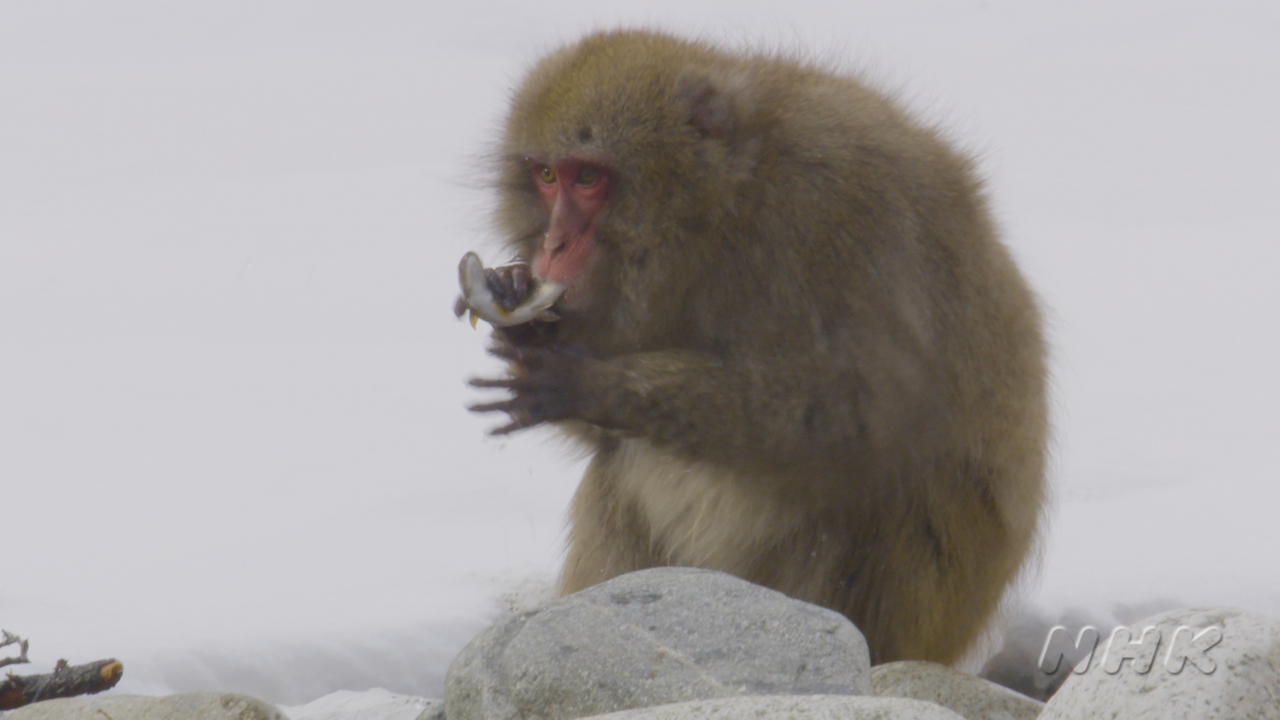 The World’s First Ever Filming of Snow Monkeys Fishing:  Publication of an Image Analyses Paper on Their Fishing Behavior