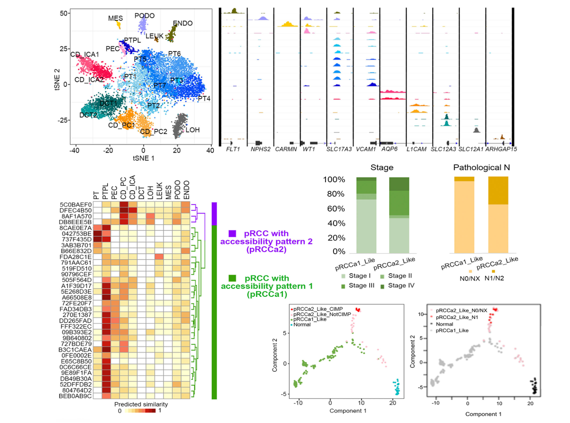 Single-cell chromatin accessibility landscape reveals cell-of-origin and transition of pathogenic cells in diseases