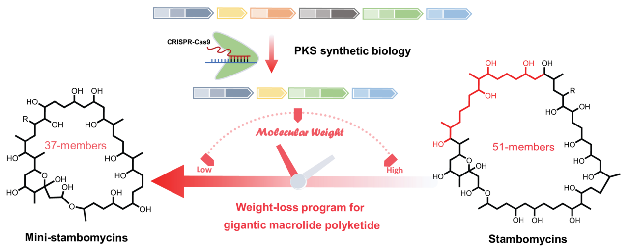 A successful weight-loss program for gigantic macrolide polyketides