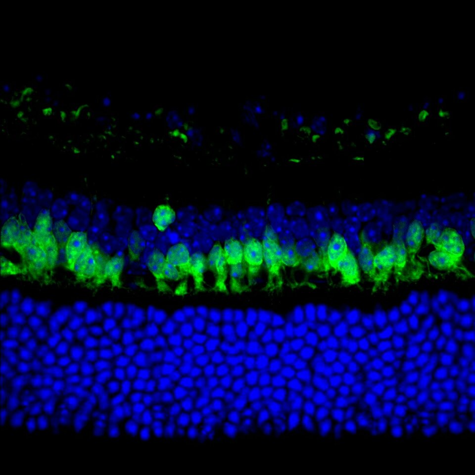 A modular super-enhancer in retinal development
