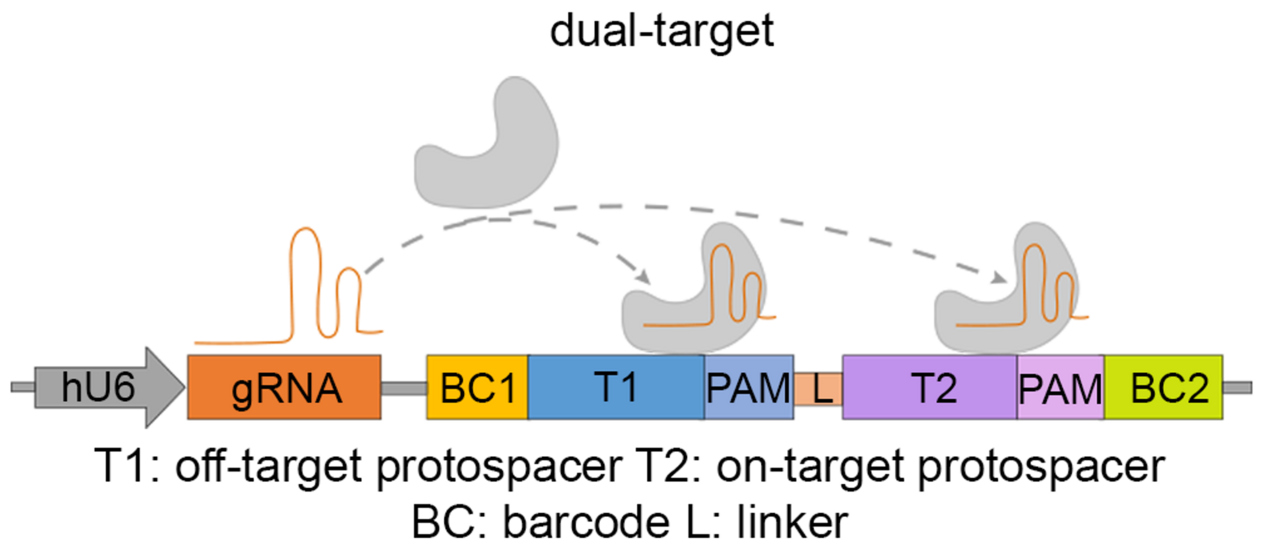 Systematic decomposition of sequence determinants governing CRISPR/Cas9 specificity