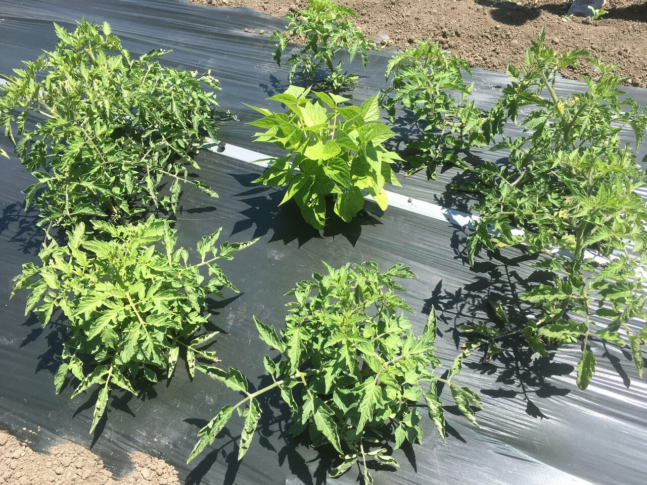 Plant neighbors leave a lingering presence in the microbiome