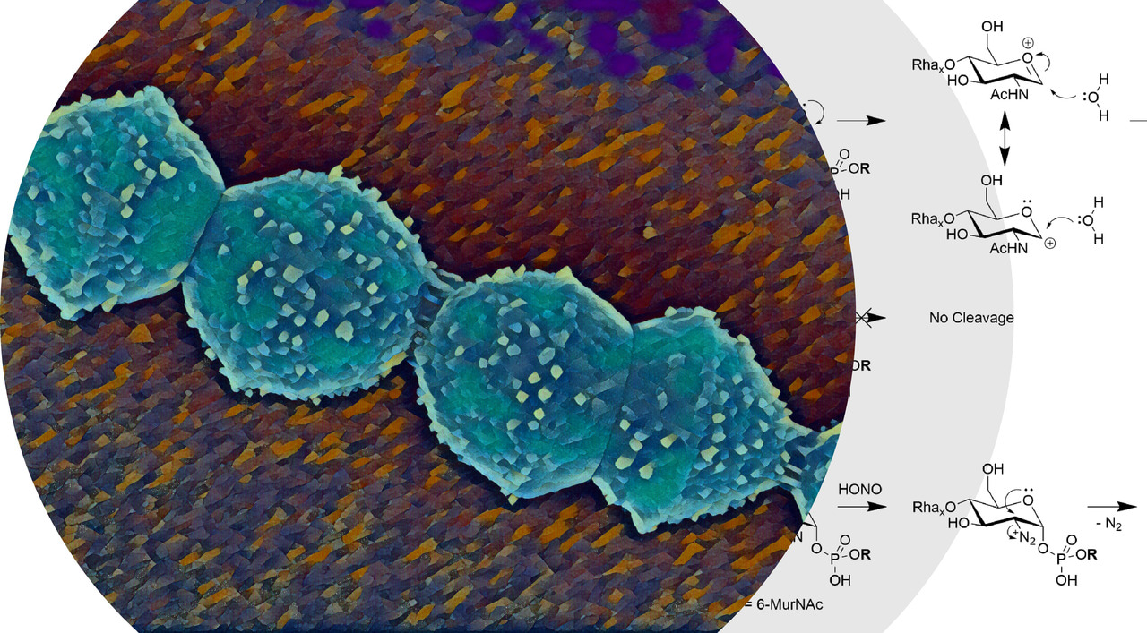 Zooming in on the linker of bacterial cell wall polysaccharide