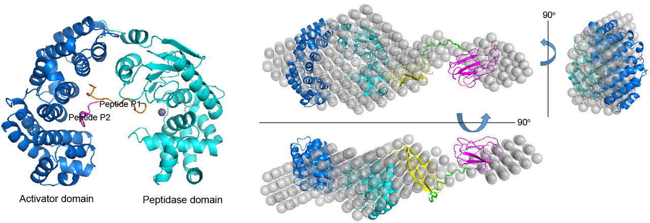 Structure and collagenolytic mechanism of a Vibrio collagenase