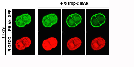 Trop-2, Na+/K+ ATPase, CD9, PKCa, cofilin assemble a membrane signaling super-complex that drives colorectal cancer growth and invasion