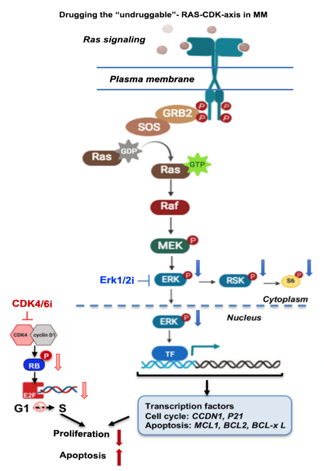 Combination therapy targeting Erk1/2 and CDK4/6i in relapsed refractory multiple myeloma