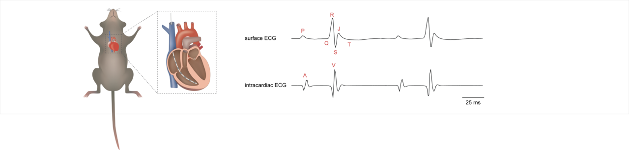 Characterization of the mouse cardiac conduction system