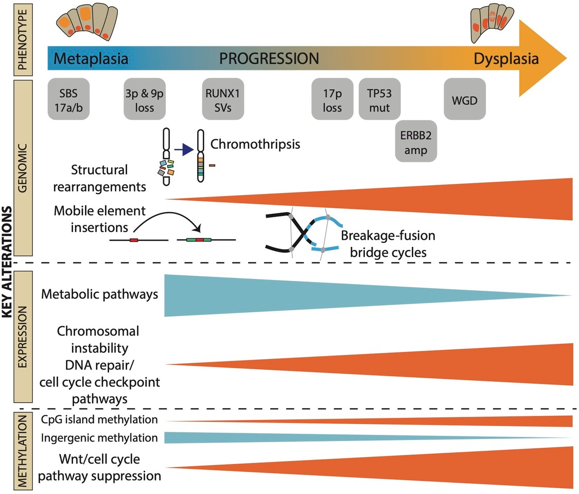Multi-omic cross-sectional cohort study of pre-malignant Barrett’s esophagus reveals structural variation and retrotransposon activity occur early in cancer evolution