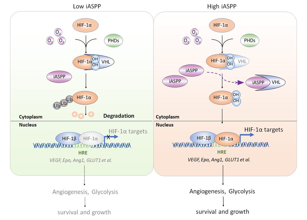 Regulation of VHL-mediated HIF-1α protein degradation under normoxia —a potential target in cancer treatment