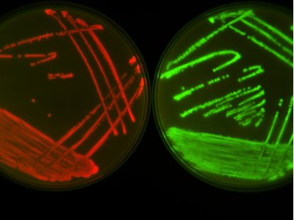 Adapting to resistance