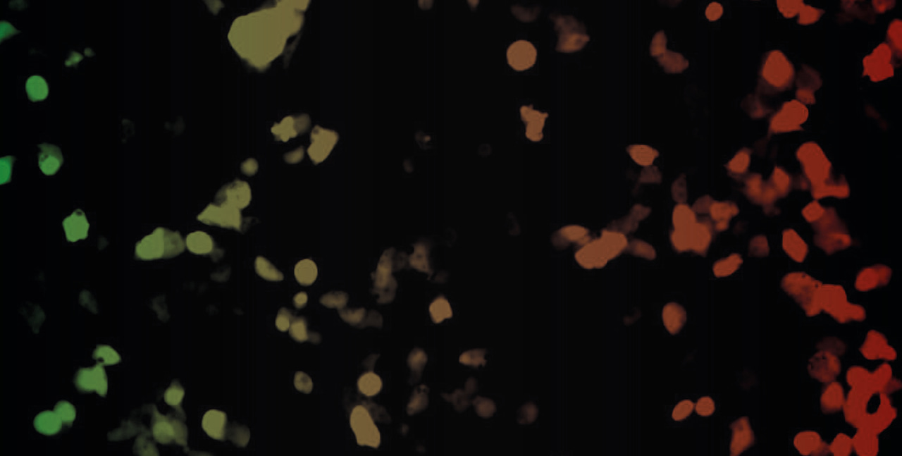 PEER for Prime Editing