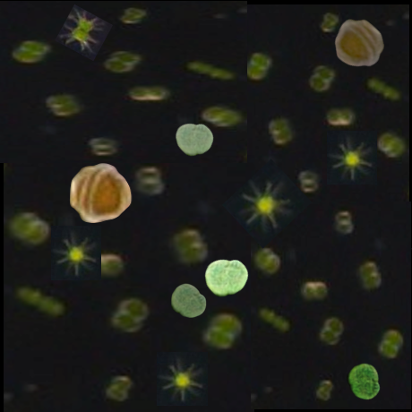 Causal networks of phytoplankton diversity and biomass are modulated by environmental context
