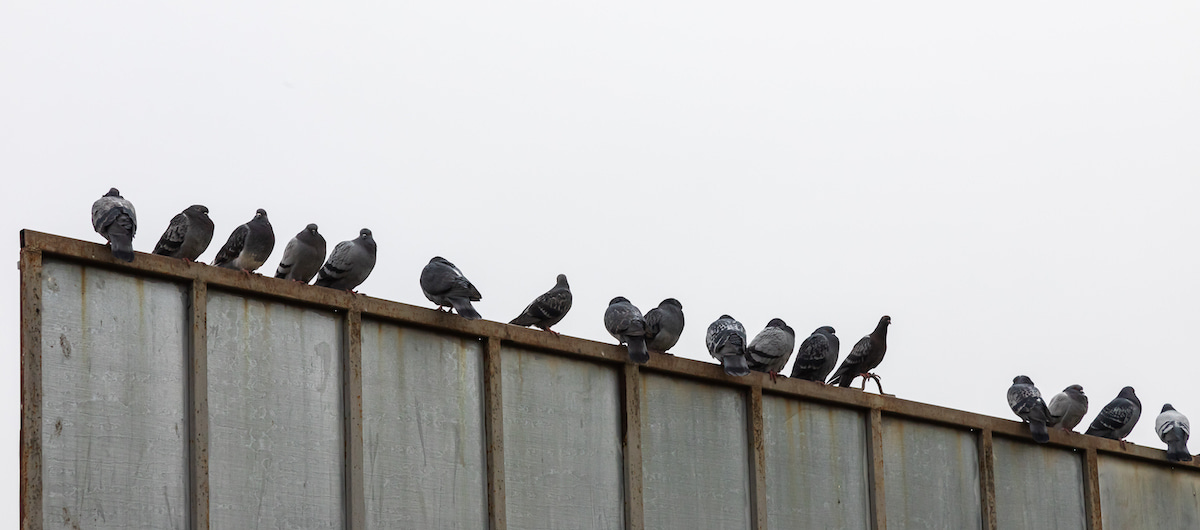 Billboard-Maker Media Resources New Solution Compels Endlessly-Pooping Birds To Flock Off