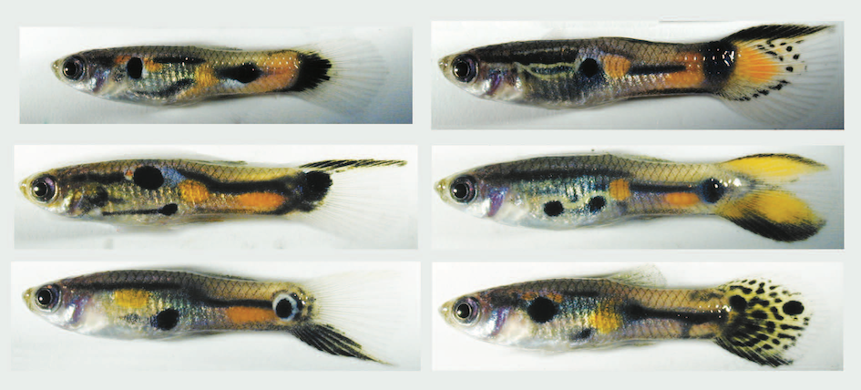 Surprising genetic architecture for colour pattern diversity in guppies