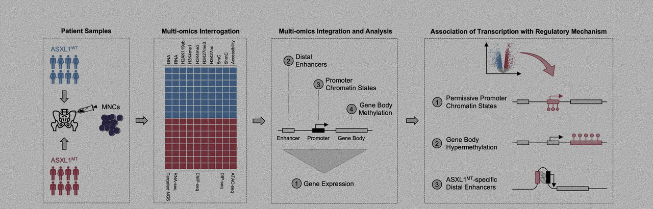 Chromatin Remodeling in ASXL1-mutant Chronic Myelomonocytic Leukemia