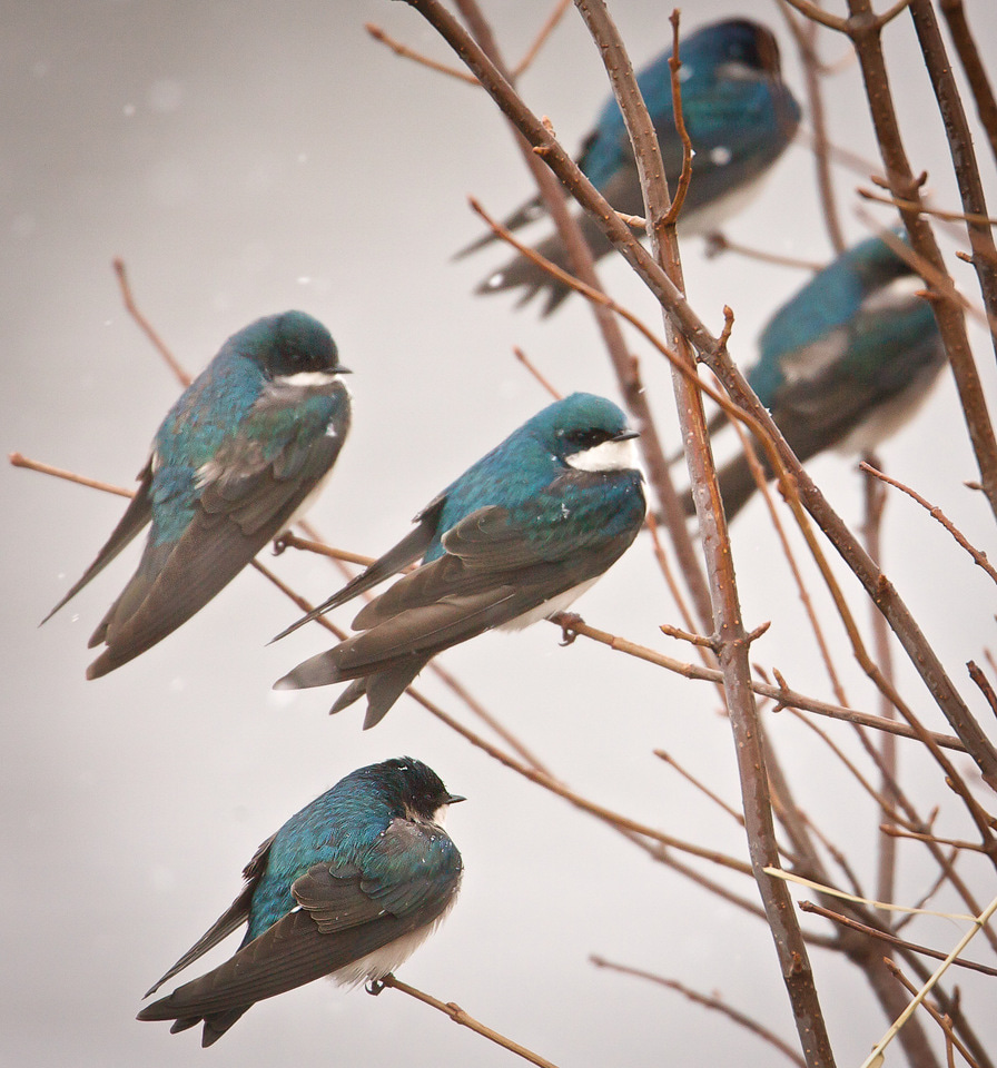 Earlier springs translate into shifts in nutritional availability