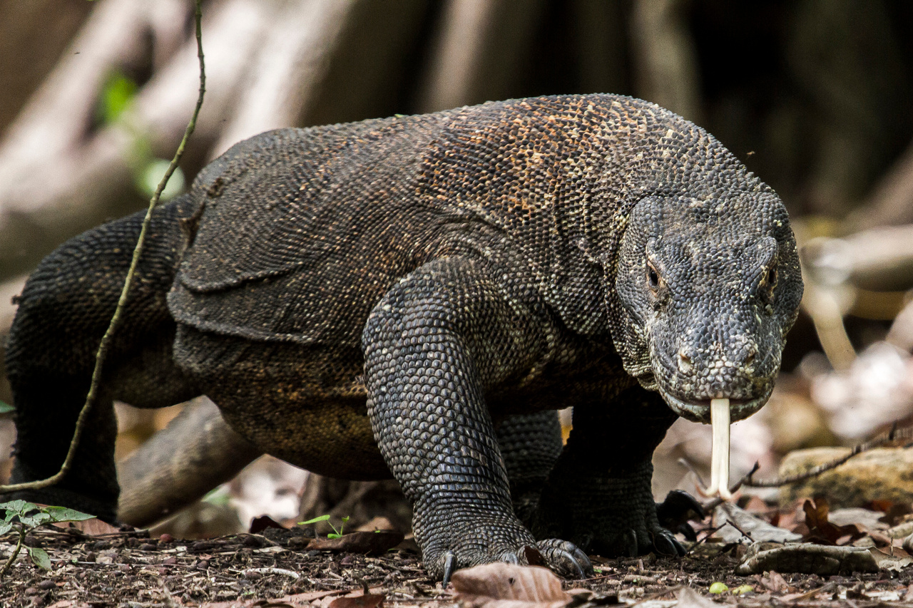 From pocket lizards to mighty dragons: evolution of growth patterns in monitor lizards