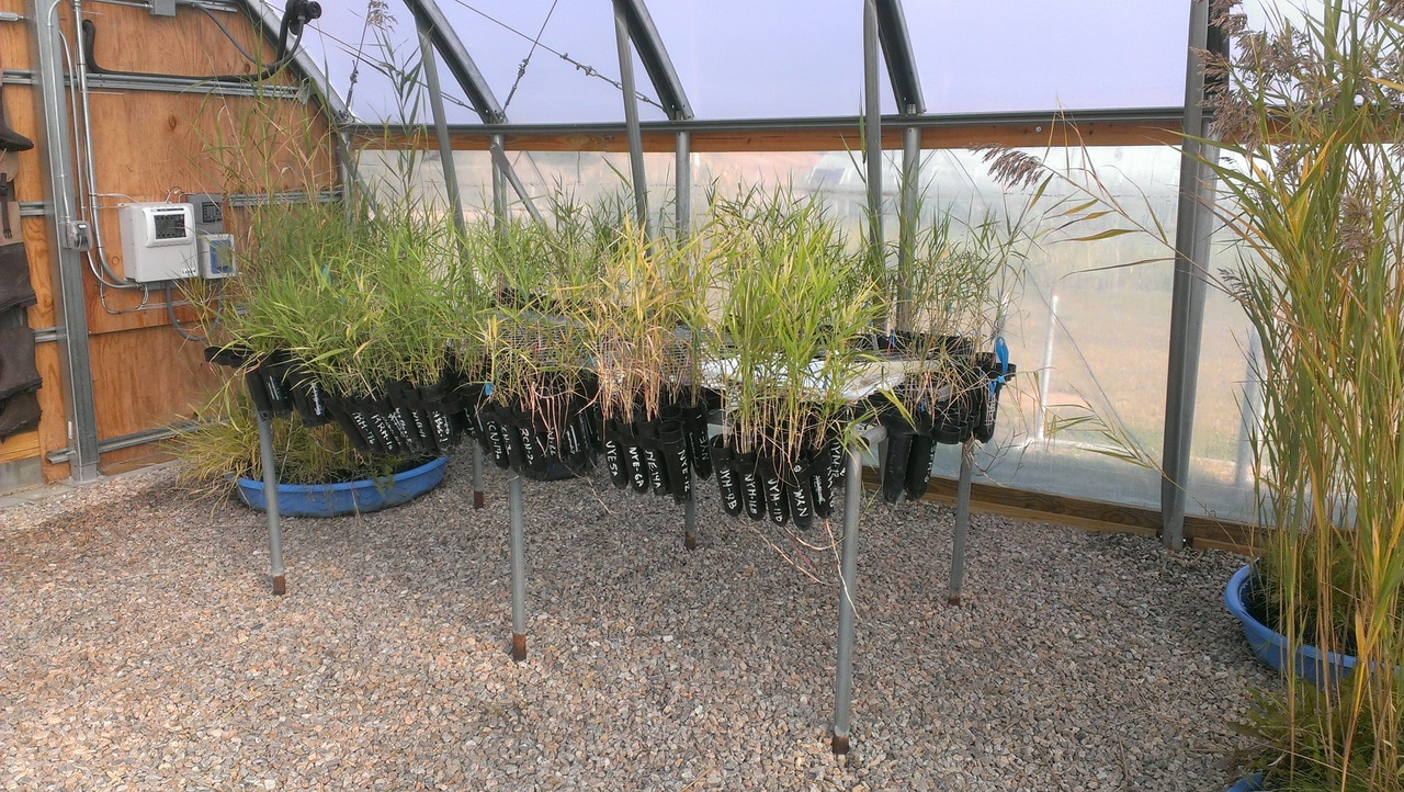 Host lineage matters for bacteria