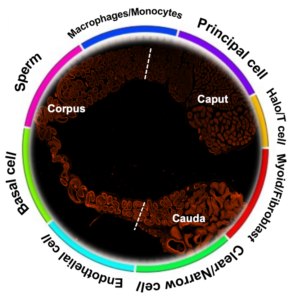 Large-scale single cell sequencing uncovers the epididymis cell atlas and mitochondria segmental-speicific distribution