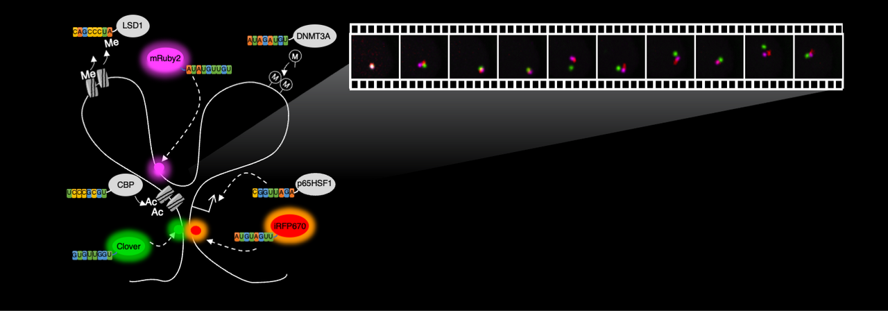 Live-cell imaging of chromatin loops in an unmodified genome