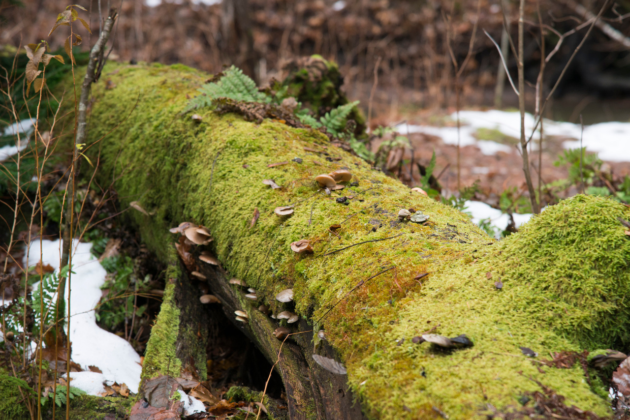 Red-listed boreal species are in trouble as forested PAs become more isolated