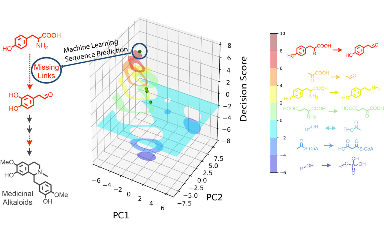 Machine learning discovery of missing links that mediate alternative branches to plant alkaloids