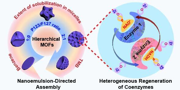 Nanoemulsion-directed growth of MOFs with versatile architectures for the heterogeneous regeneration of coenzymes
