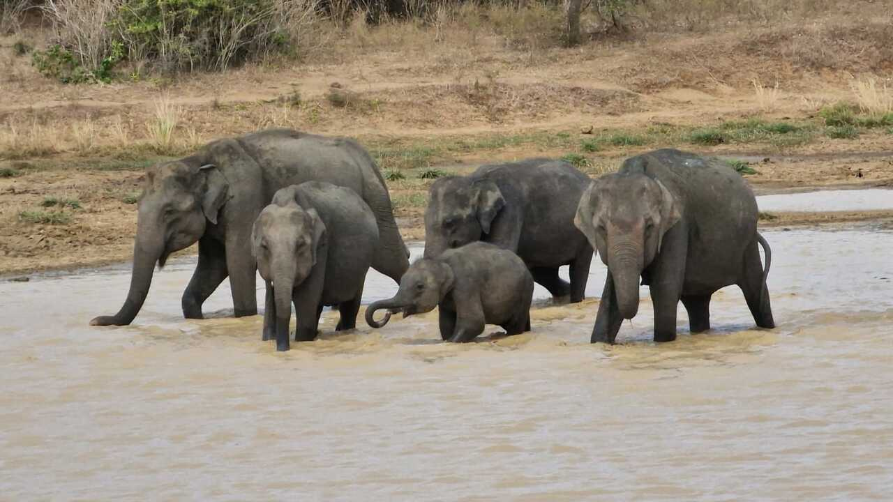 Leadership in Action in Sri Lanka, Summer 2023