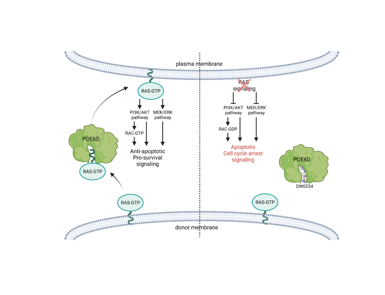 Inhibiting PDE6D to sabotage RAS signaling in acute leukemias