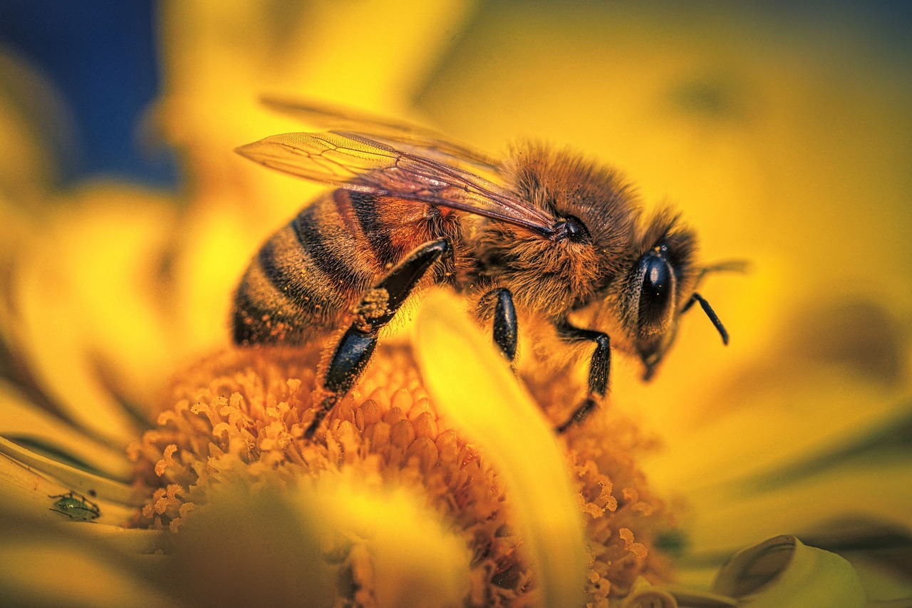 Gut-brain axis in honey bees