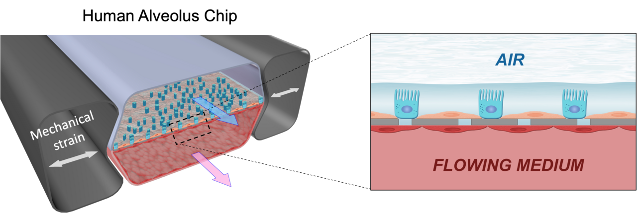 Viral infection of human Lung Chips: It's all the RAGE