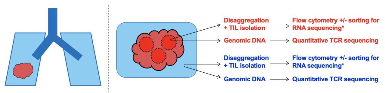 gamma-delta T cells in cancer: manning the front lines