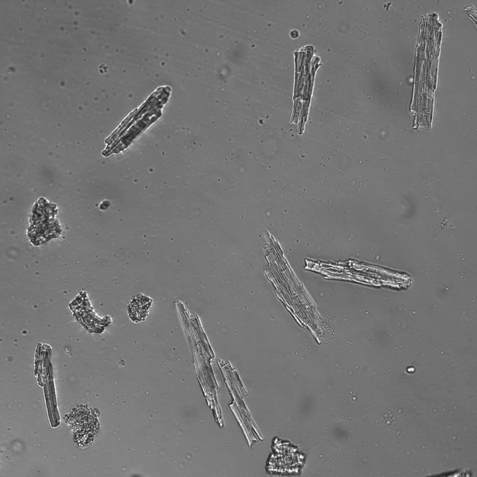 Fishing For Protein - An End of Research Blog