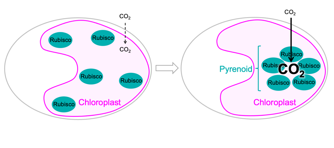 Teaching crop plants how to concentrate CO2