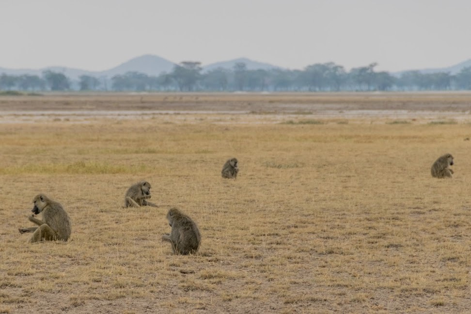 Studying DNA methylation in non-model organisms