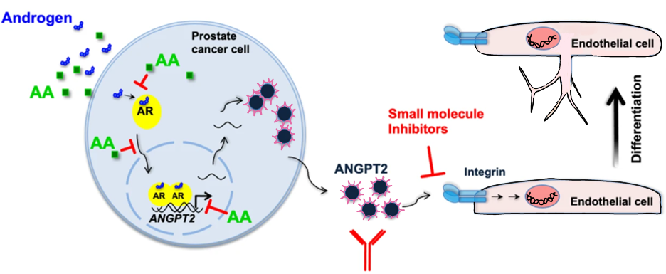 The natural compound atraric acid suppresses androgen-regulated neo-angiogenesis of castration-resistant prostate cancer (CRPC) through angiopoietin 2